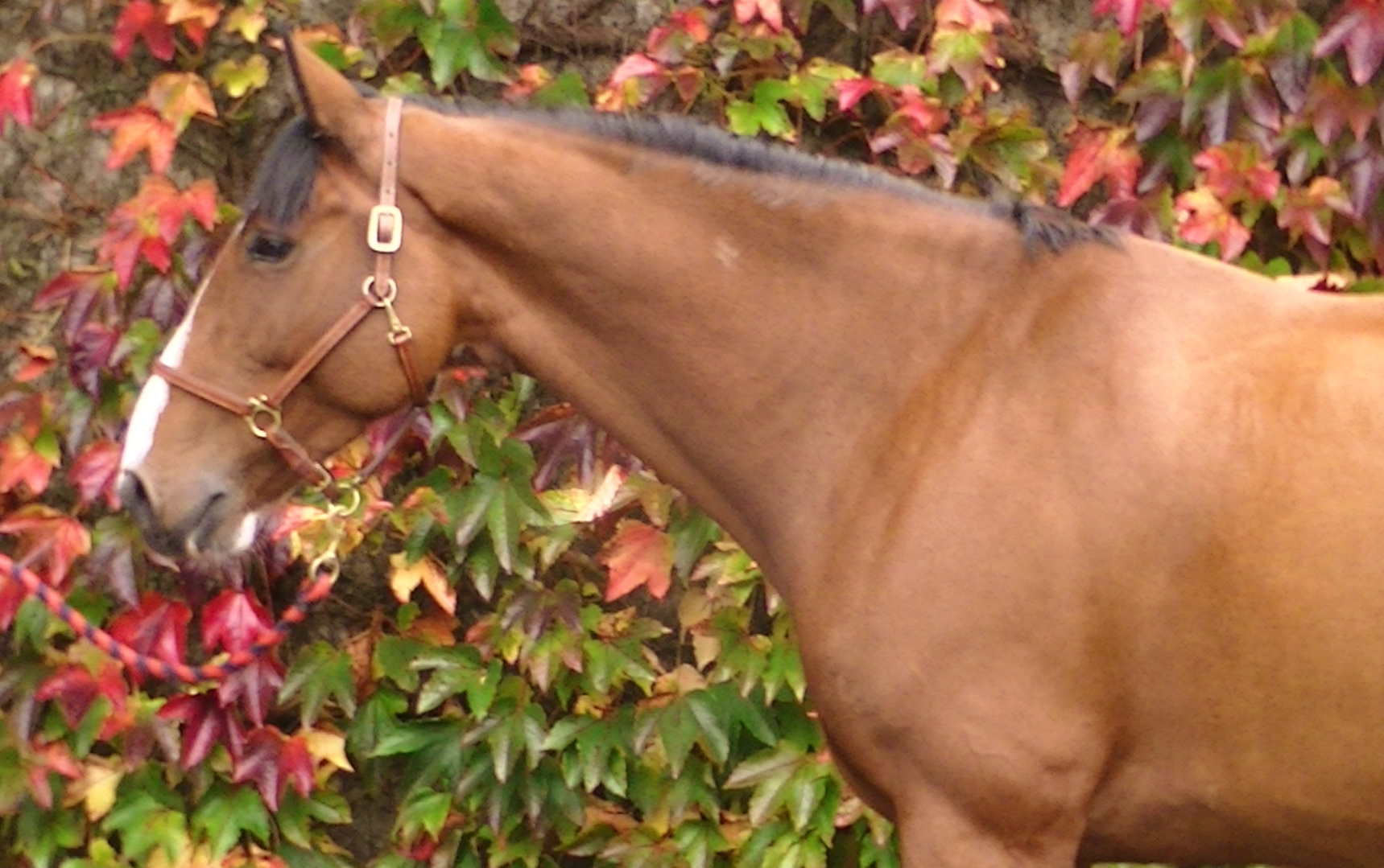 Horses for Sale Richmond Park Stud
