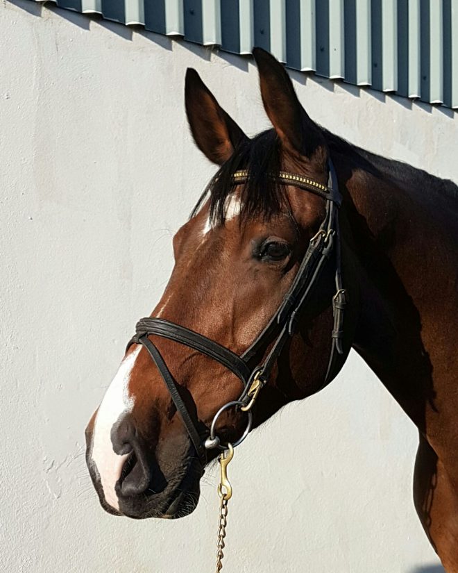 Benson Richmond Park Stud