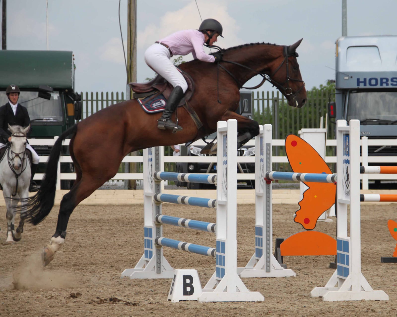 Horses for Sale Richmond Park Stud