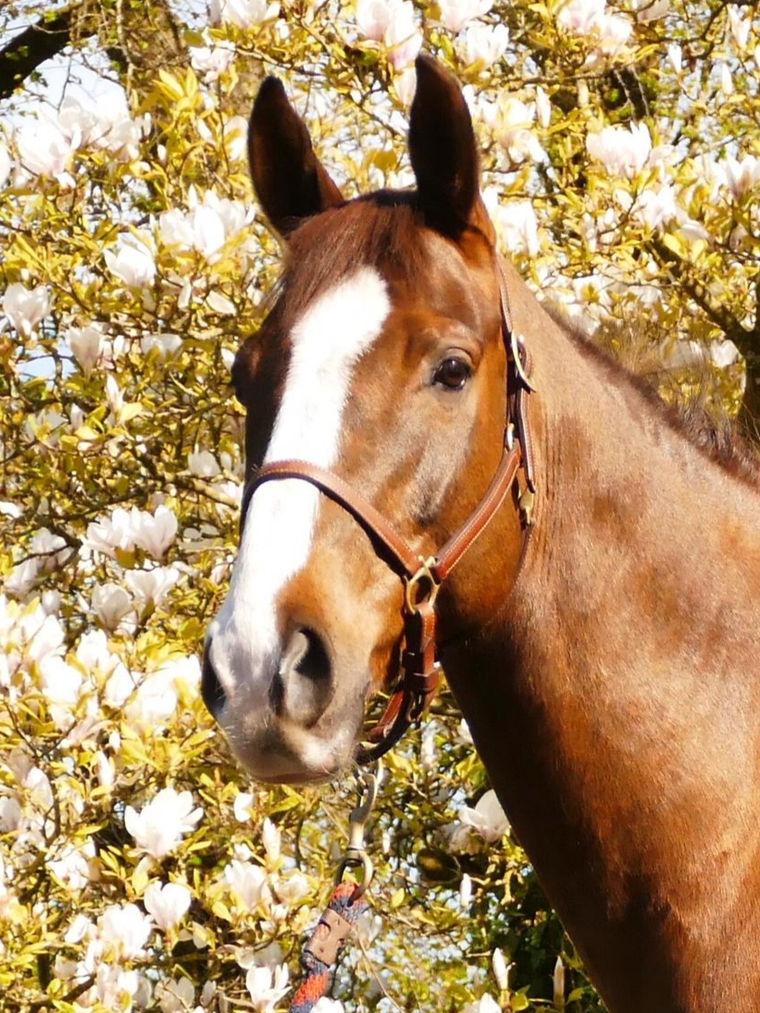 Horses for Sale Richmond Park Stud