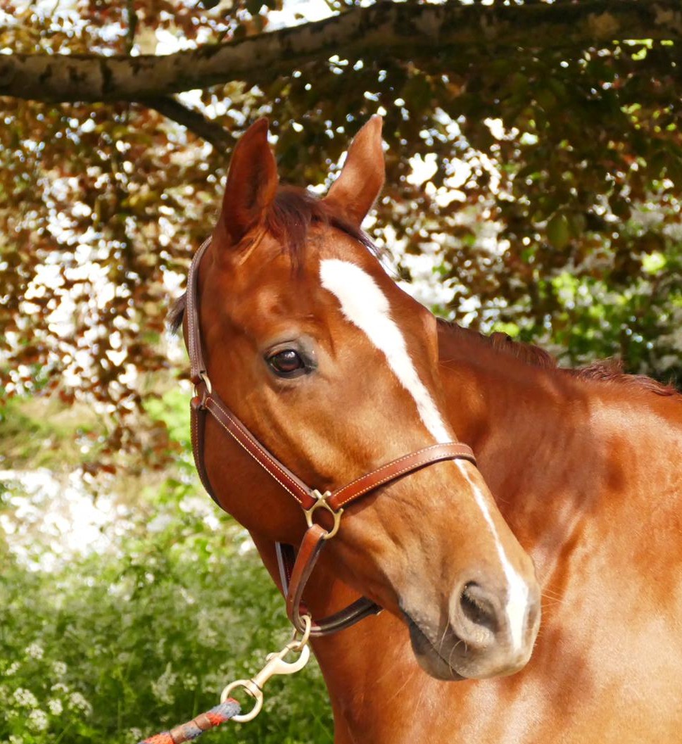 Horses for Sale Richmond Park Stud