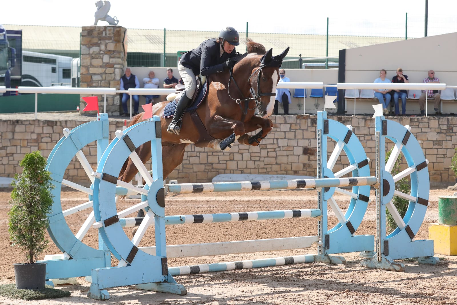 Horses for Sale Richmond Park Stud