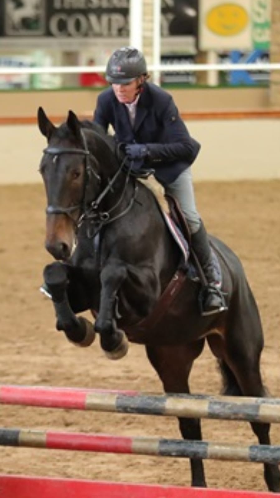 Horses for Sale Richmond Park Stud